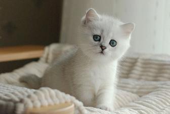 шотландские белые котята