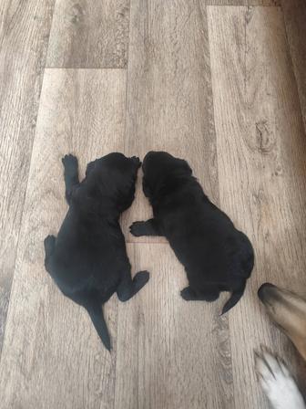 Продам щенков