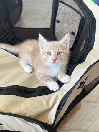 Денежный котенок, котята 1 месяц