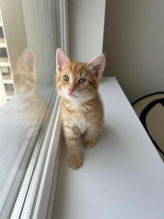 Денежный котенок, котята 1 месяц