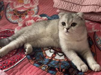 кошка 1год продается в хорошие руки