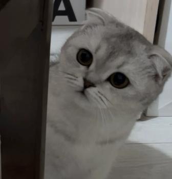 кошка 1год продается в хорошие руки