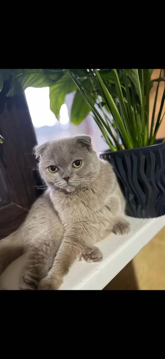 Британская вислоухая кошка