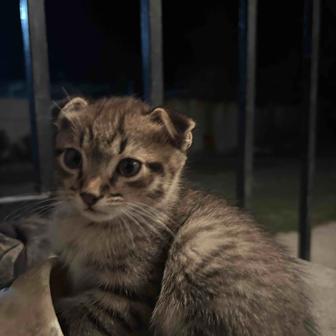 Кот