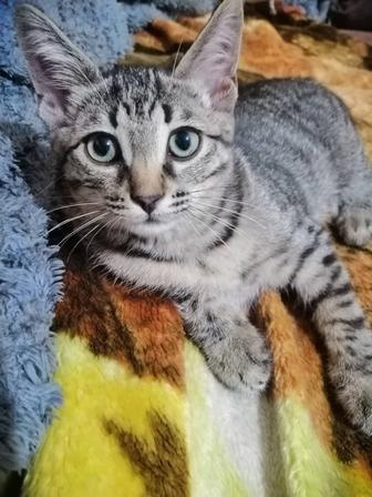 Отдам котенка