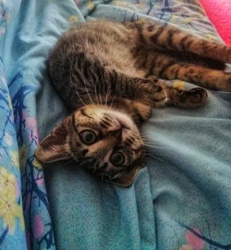 Отдам котенка