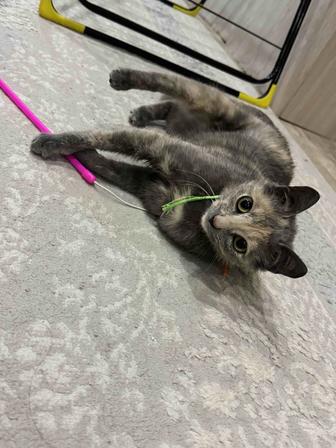 Кошка