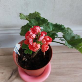 Комнатные цветы