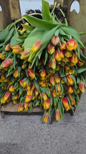 Тюльпаны оптом