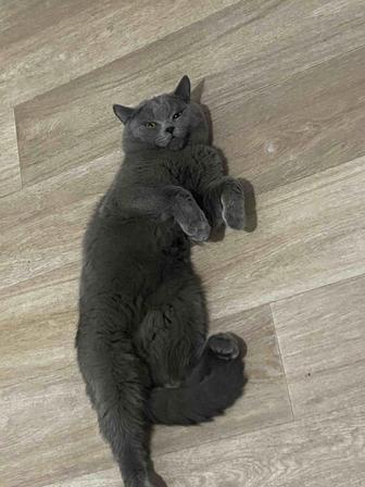 Кот на вязку