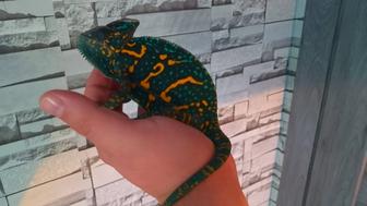 Продам хамелеона