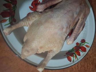 Продам гуся кг 2800 с доставкой Астане