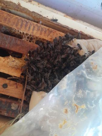 Пчёлы, пчелопакеты