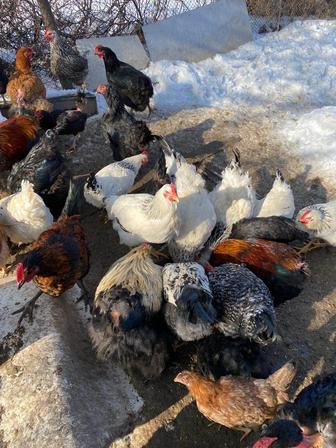 Петухи адлера и другие