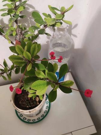 Продам - Бугенвиллия и другие