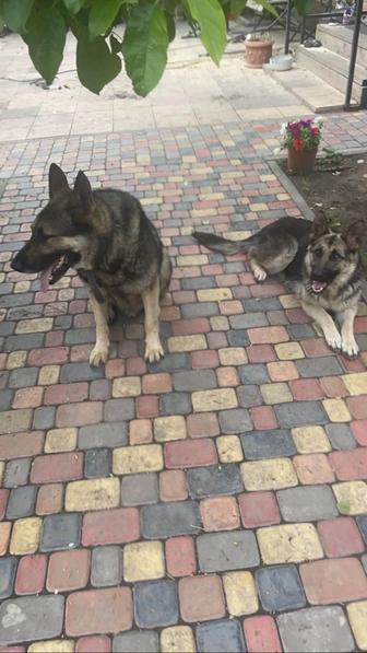 Отличные щенки восточно -европейской овчарки. Крупные, красивые.