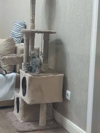 Котенка в добрые руки