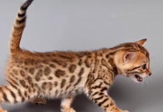 Продам шикарных котят бенгалов. От шикарной пары.