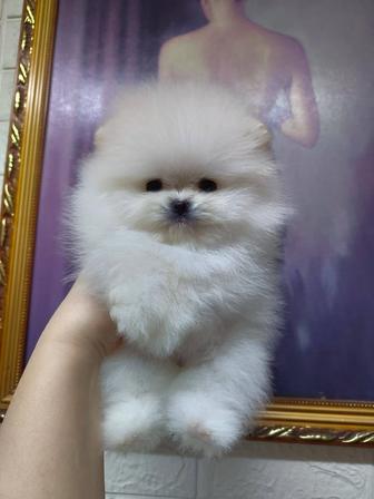 Девочка шпиц мини