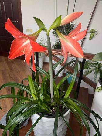 Гиппеаструм красноватый цветет зимой