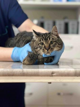 Кот Шпрот в добрые руки!