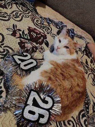 Отдам кошечку