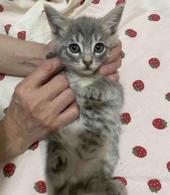 Котенок в добрые руки