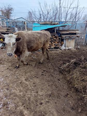 Продам тёлку, қашар сатылады.