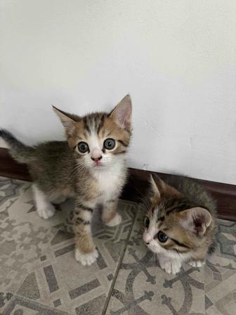Трехцветные котята
