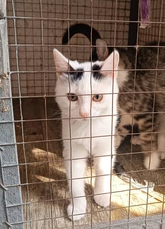 Кошечка в ответственные руки