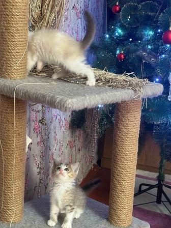 Котята в добрые ,любящие руки