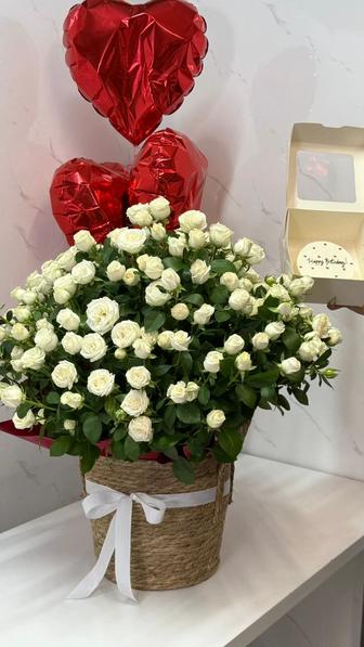 Цветы Elise flowerss