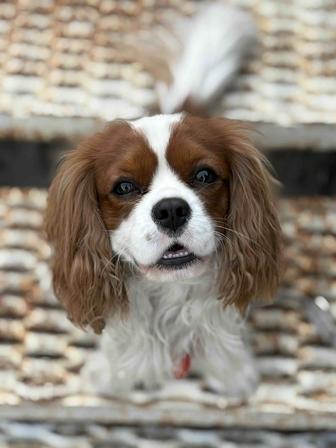 Приглашаем девочек на вязку