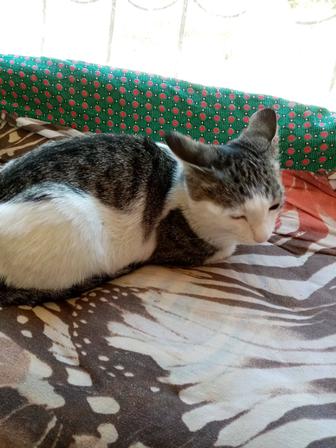 Котенок 6 месяцев девочка в добрые руки