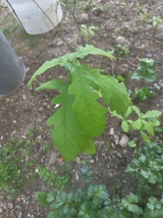 Дубочки Саженцы