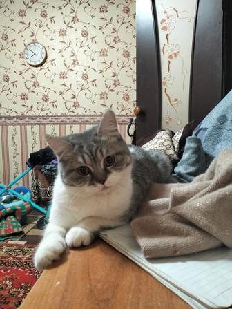Отдам кошку
