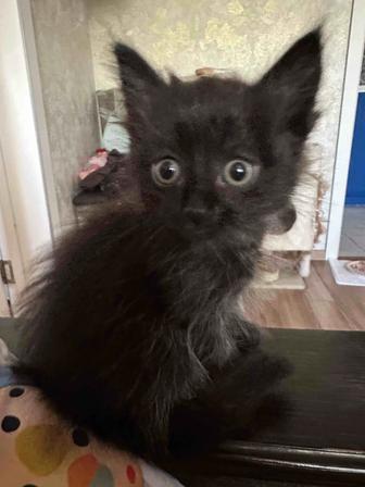 Котики Невской маскарадной