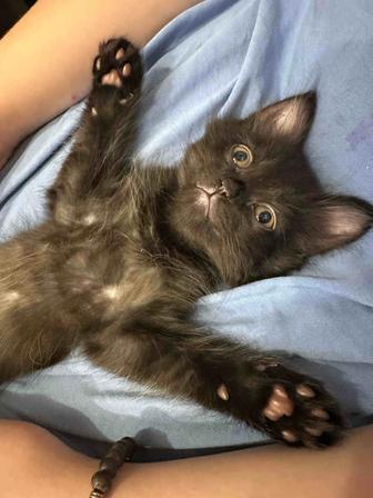 Котик Невской маскарадной