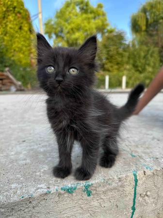 Котики Невской маскарадной