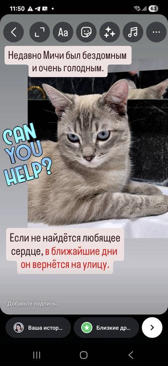 Голубоглазый Мичи спасен с улицы