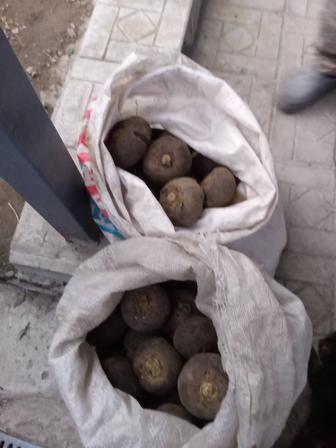 Овощи Черная редька