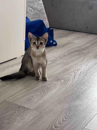 Продам Абиссинской породы котенка