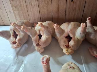 Индюки, 3200 тг/кг