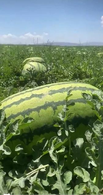 Арбуз семена Сахарный малыш сорт как Там там вид и вкус