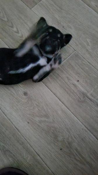 Отдам щенка людям с доброй душой!