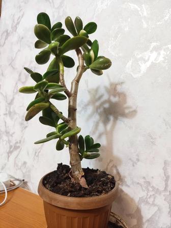 Продам денежное дерево