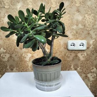 Продам денежное дерево