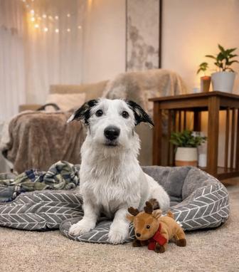 Метис Джек Рассел терьера, возраст 1 год