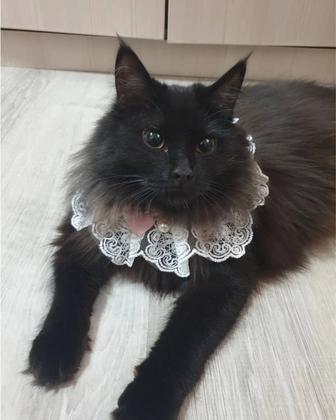 В добрые руки кошечка девочка!