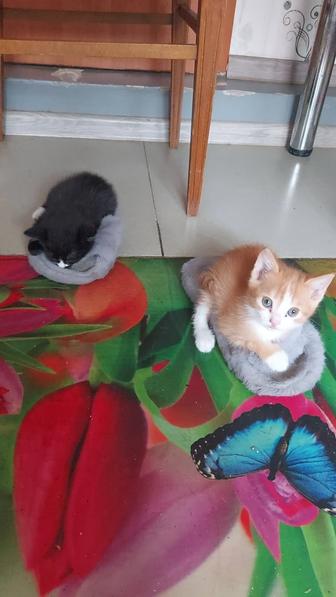 Кошки
